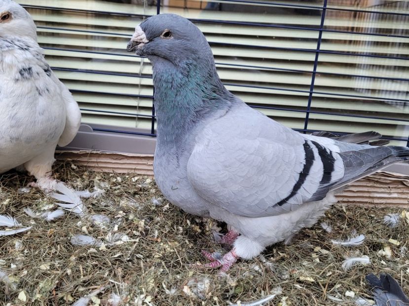  - 0 - 16 dec 2021 Voiajori standard