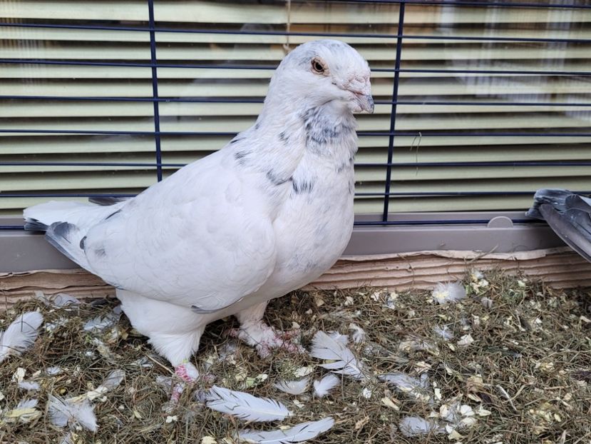  - 0 - 16 dec 2021 Voiajori standard