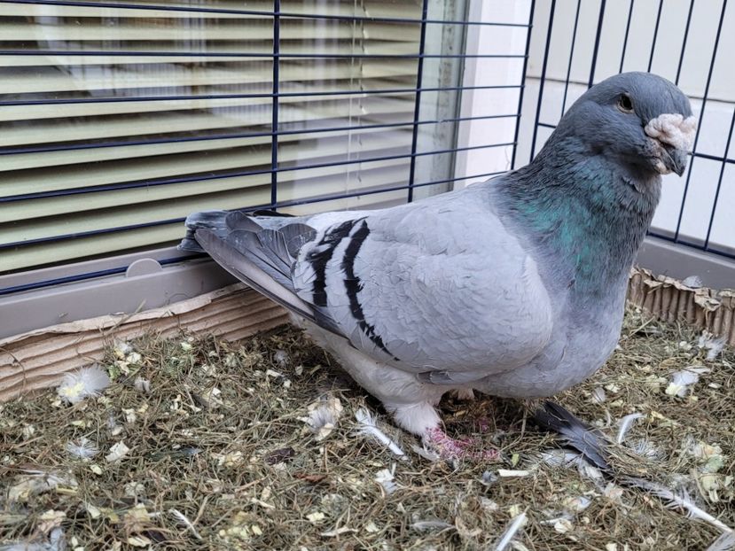  - 0 - 16 dec 2021 Voiajori standard