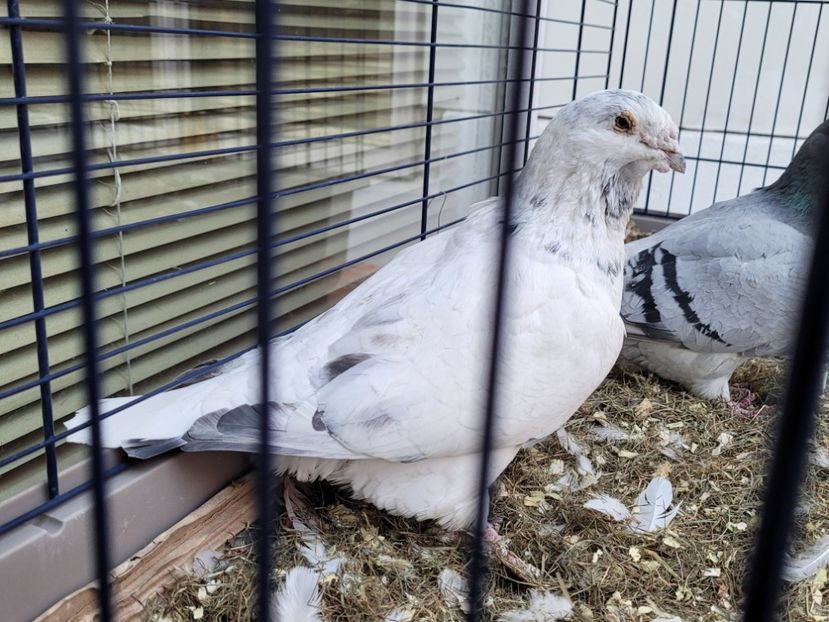  - 0 - 16 dec 2021 Voiajori standard