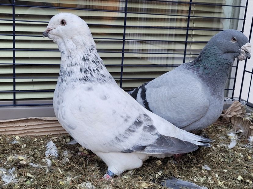  - 0 - 16 dec 2021 Voiajori standard