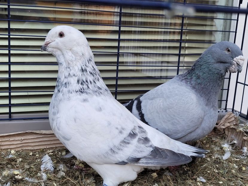  - 0 - 16 dec 2021 Voiajori standard