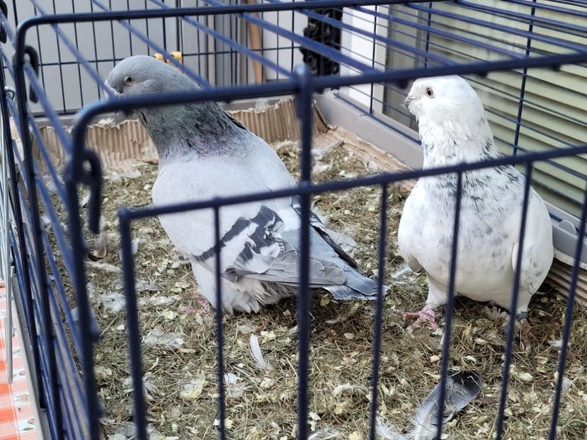  - 0 - 16 dec 2021 Voiajori standard