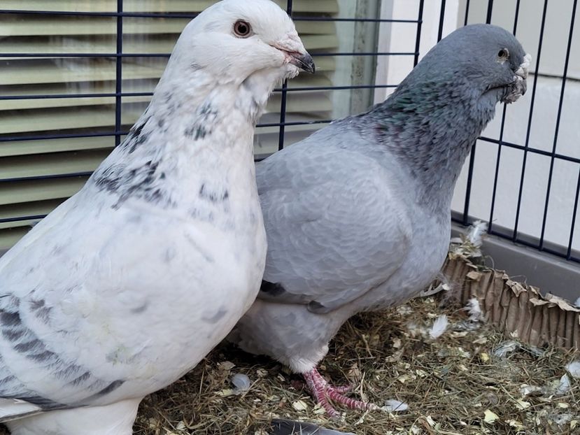  - 0 - 16 dec 2021 Voiajori standard