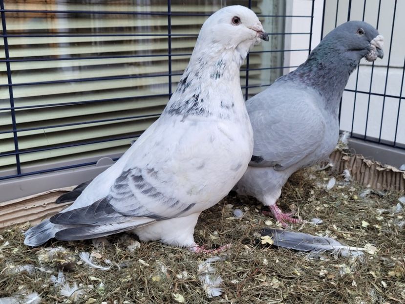  - 0 - 16 dec 2021 Voiajori standard