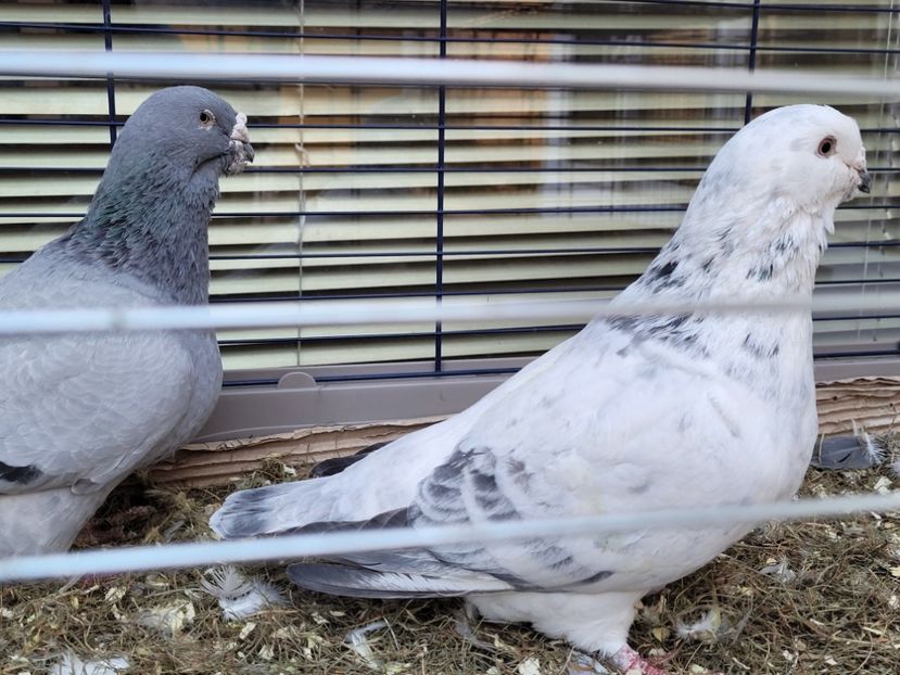  - 0 - 16 dec 2021 Voiajori standard