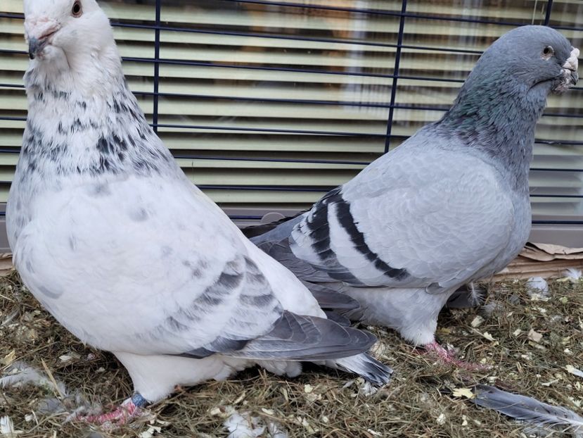  - 0 - 16 dec 2021 Voiajori standard