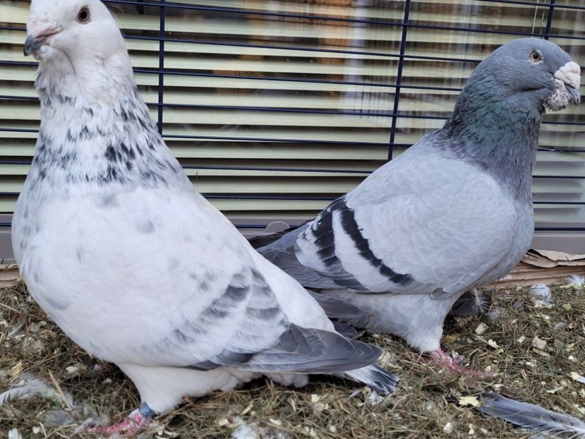  - 0 - 16 dec 2021 Voiajori standard