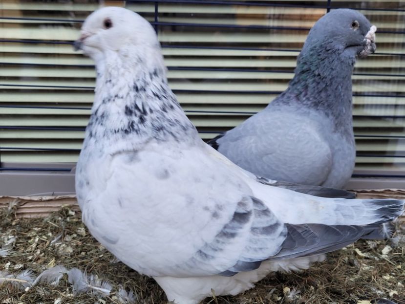  - 0 - 16 dec 2021 Voiajori standard