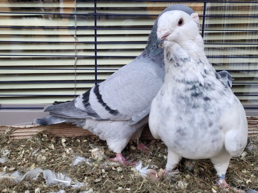  - 0 - 16 dec 2021 Voiajori standard