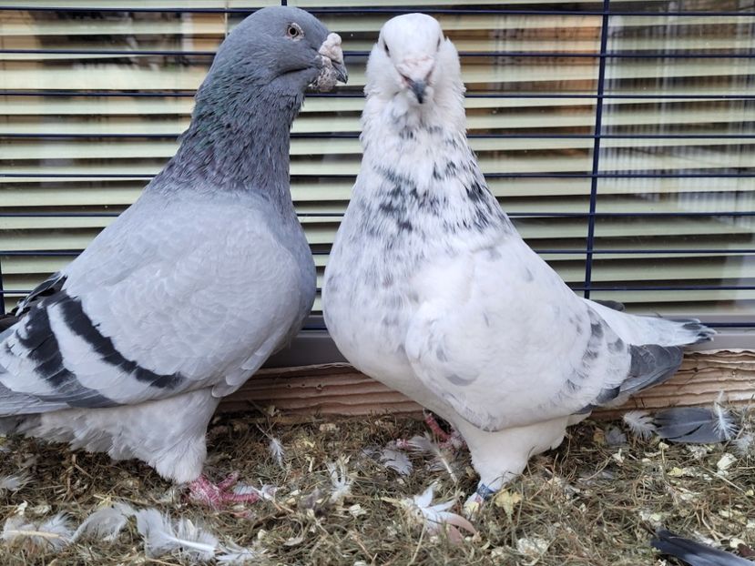  - 0 - 16 dec 2021 Voiajori standard