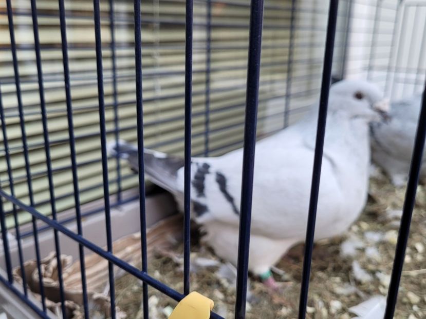  - 0 - 16 dec 2021 Voiajori standard