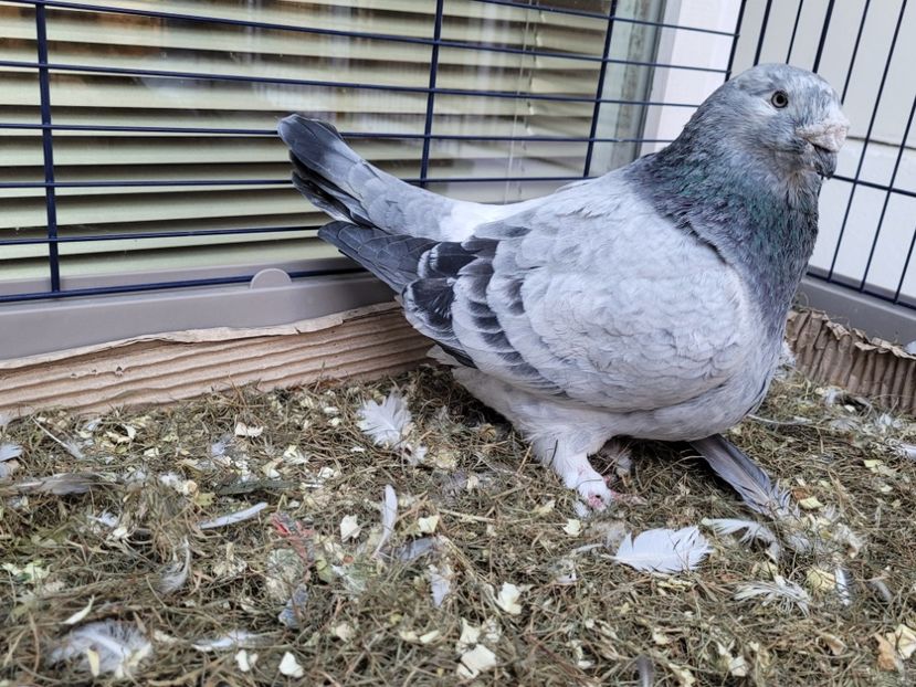  - 0 - 16 dec 2021 Voiajori standard