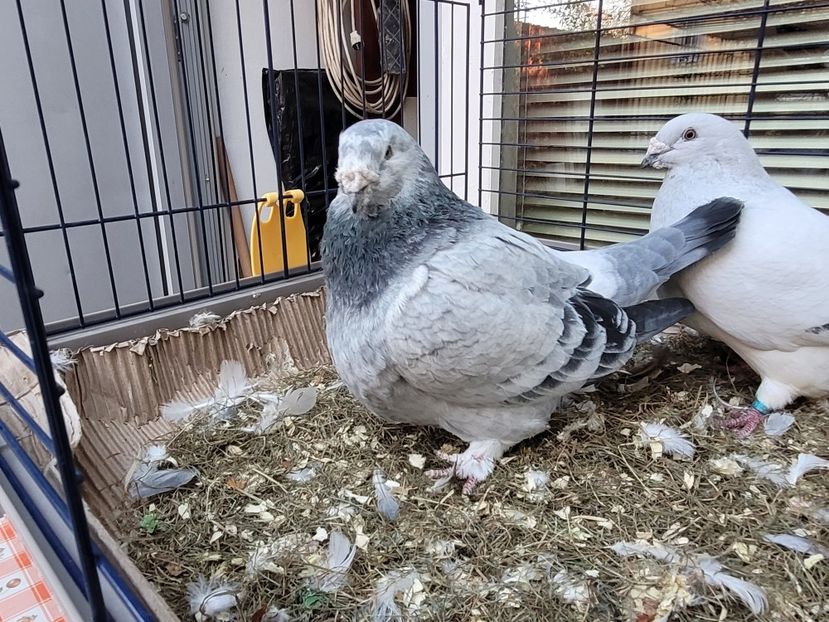  - 0 - 16 dec 2021 Voiajori standard