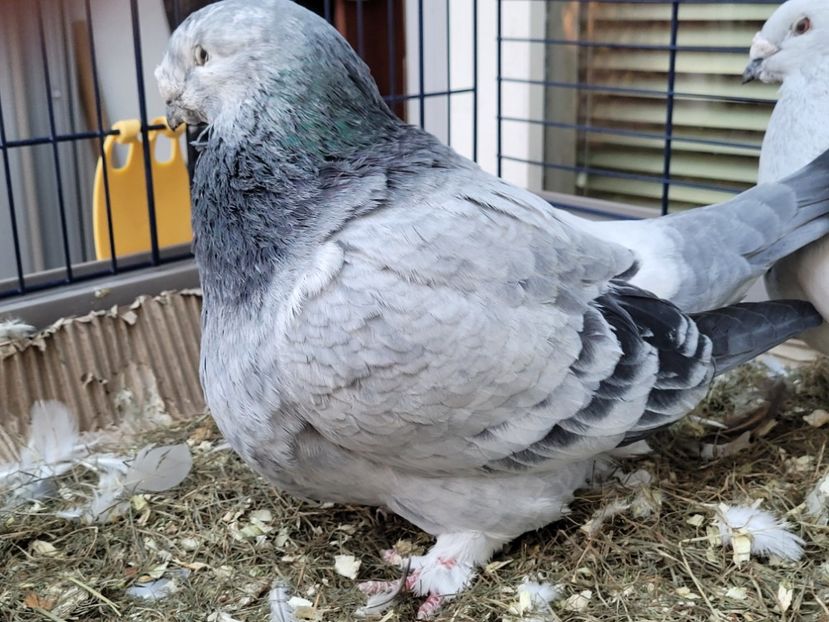  - 0 - 16 dec 2021 Voiajori standard