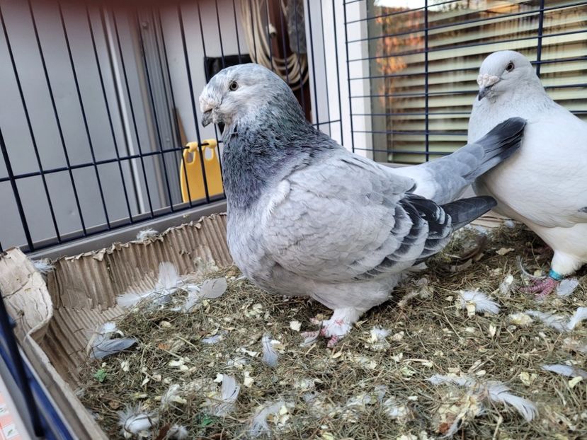  - 0 - 16 dec 2021 Voiajori standard