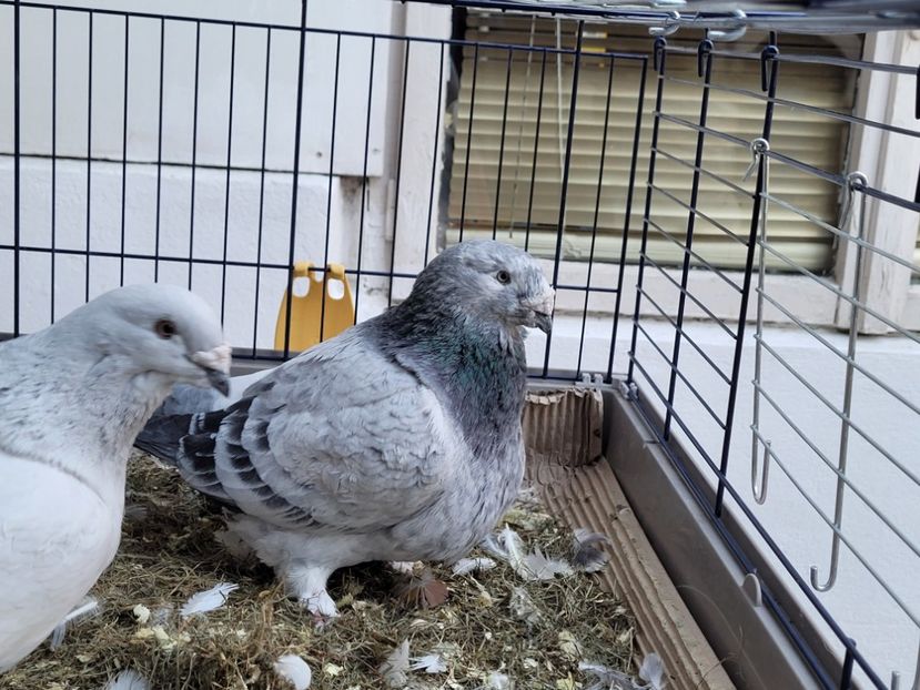  - 0 - 16 dec 2021 Voiajori standard