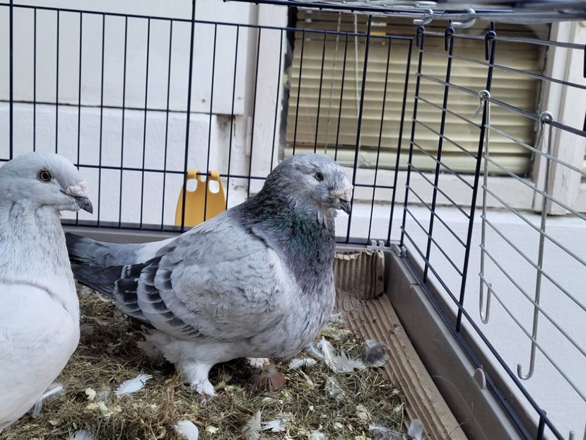  - 0 - 16 dec 2021 Voiajori standard