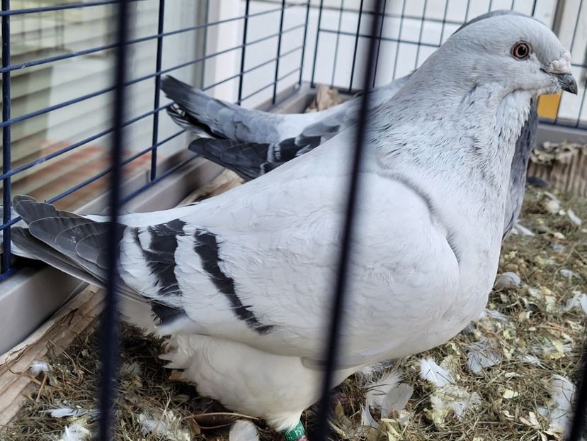  - 0 - 16 dec 2021 Voiajori standard