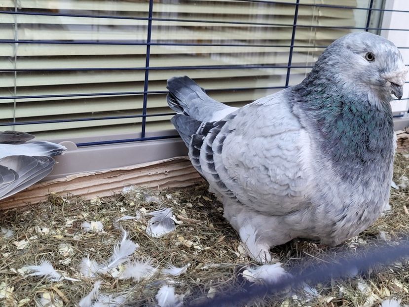  - 0 - 16 dec 2021 Voiajori standard