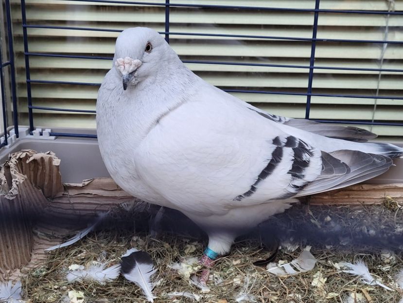  - 0 - 16 dec 2021 Voiajori standard