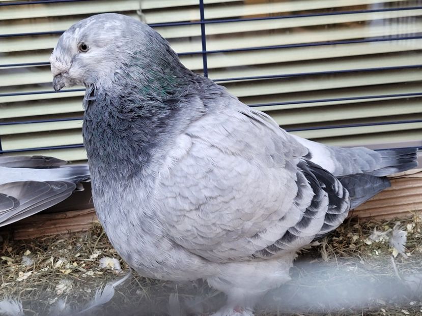  - 0 - 16 dec 2021 Voiajori standard