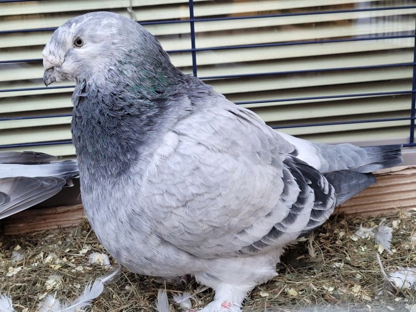  - 0 - 16 dec 2021 Voiajori standard