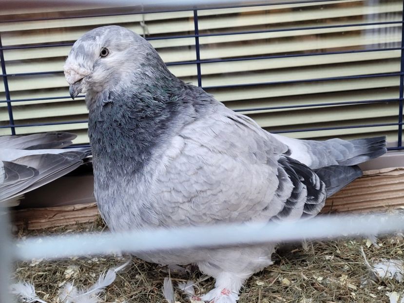  - 0 - 16 dec 2021 Voiajori standard