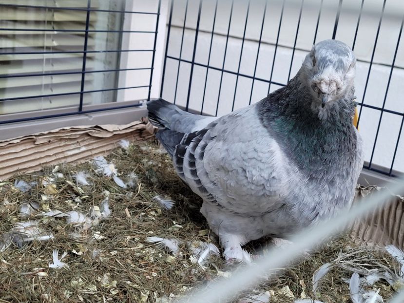  - 0 - 16 dec 2021 Voiajori standard