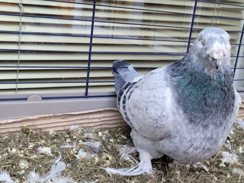  - 0 - 16 dec 2021 Voiajori standard