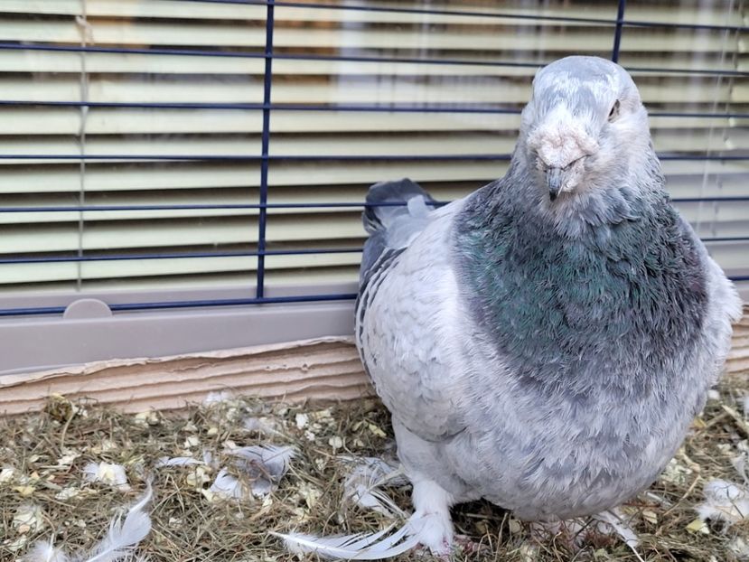  - 0 - 16 dec 2021 Voiajori standard