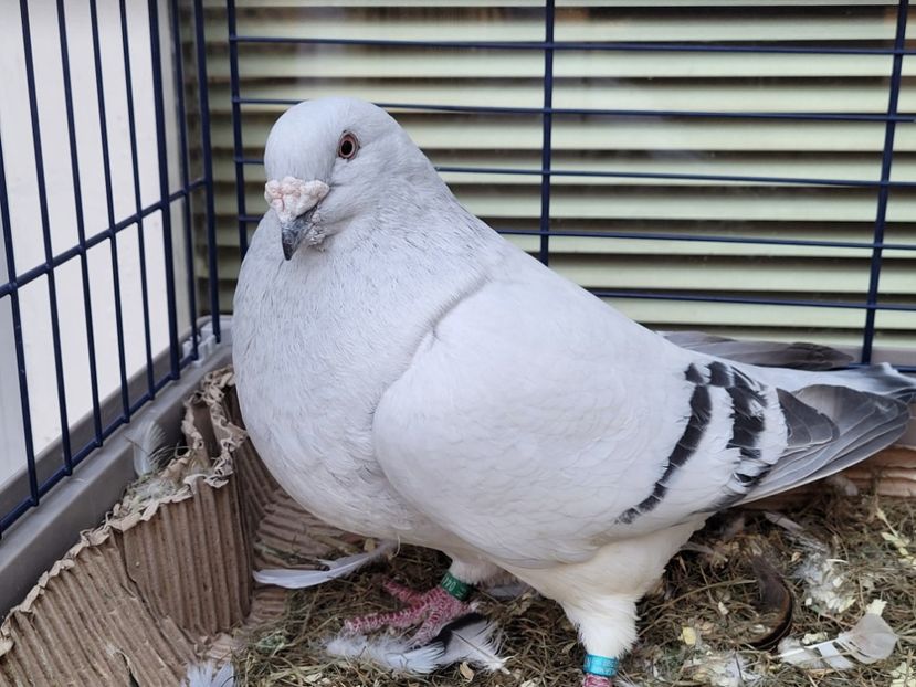  - 0 - 16 dec 2021 Voiajori standard