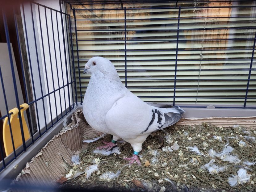  - 0 - 16 dec 2021 Voiajori standard