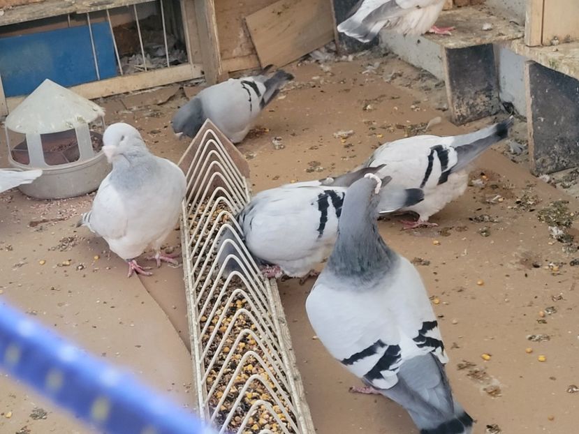  - 0 - 16 dec 2021 Voiajori standard