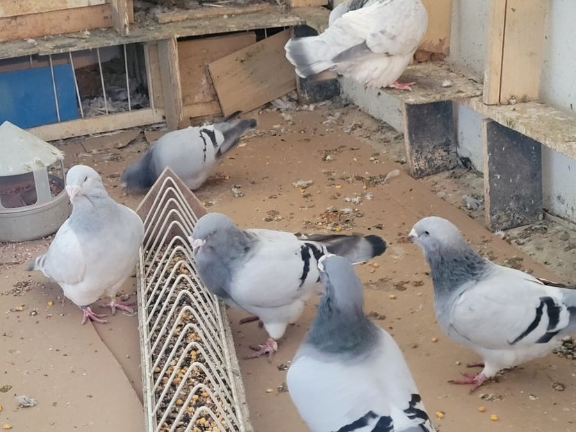  - 0 - 16 dec 2021 Voiajori standard