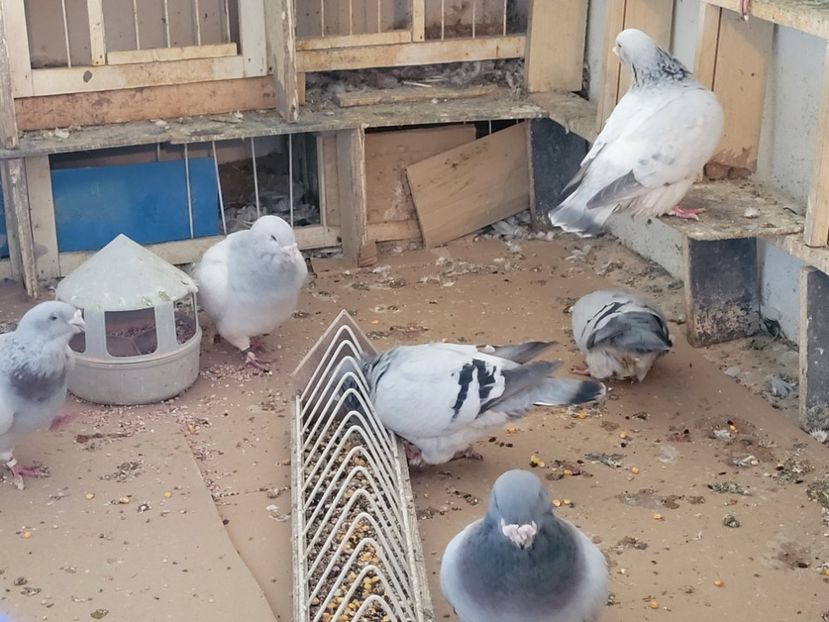  - 0 - 16 dec 2021 Voiajori standard