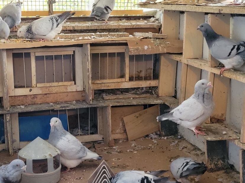  - 0 - 16 dec 2021 Voiajori standard