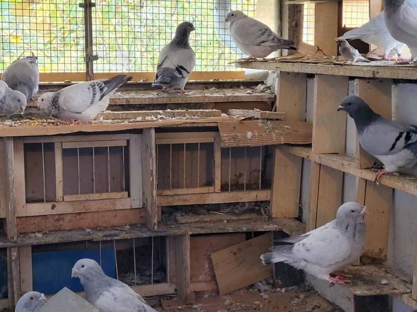  - 0 - 16 dec 2021 Voiajori standard