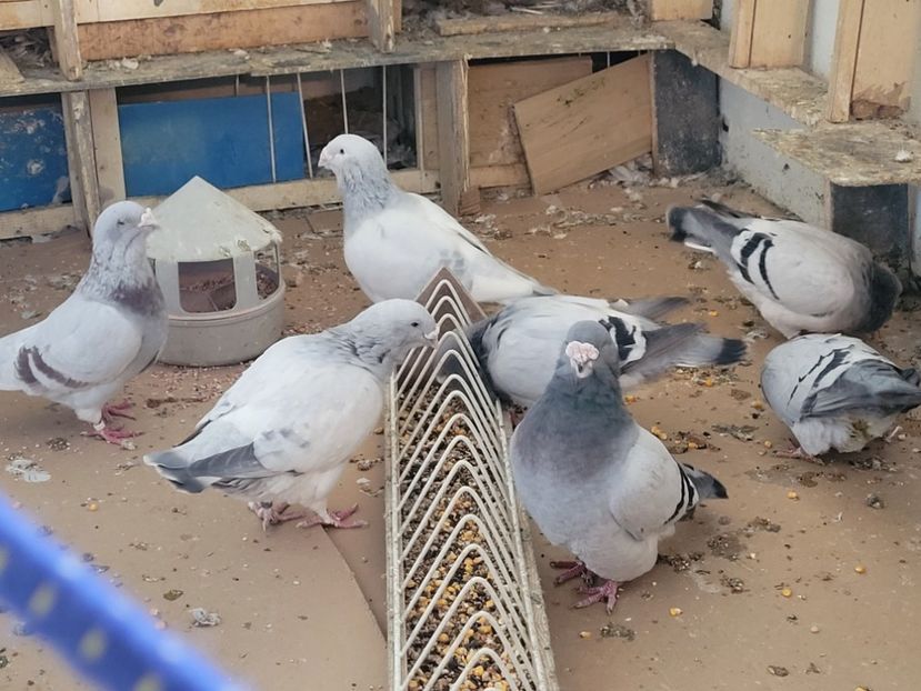  - 0 - 16 dec 2021 Voiajori standard