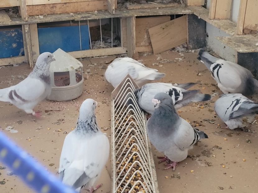  - 0 - 16 dec 2021 Voiajori standard