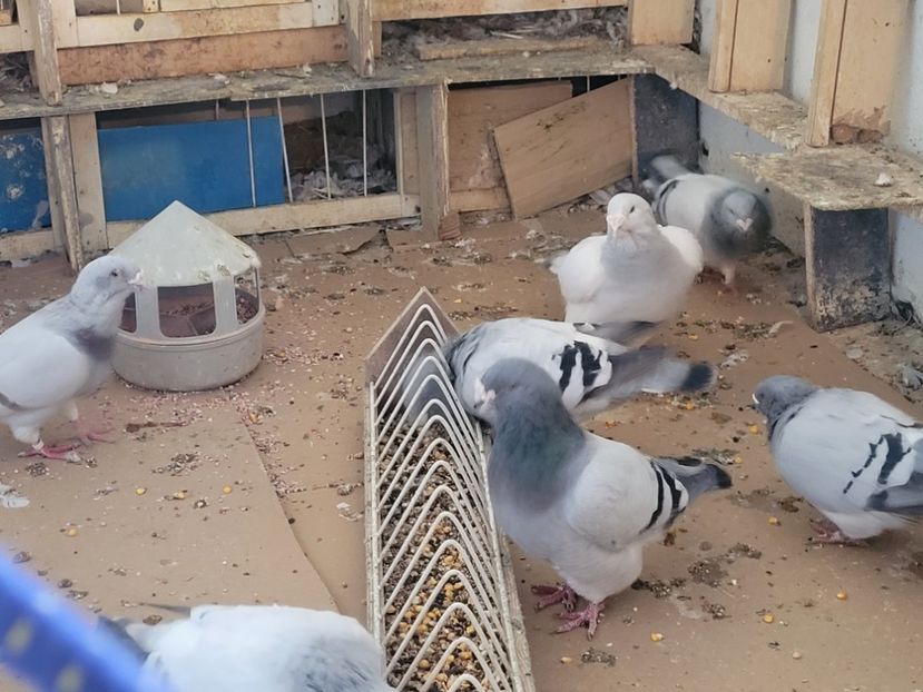  - 0 - 16 dec 2021 Voiajori standard