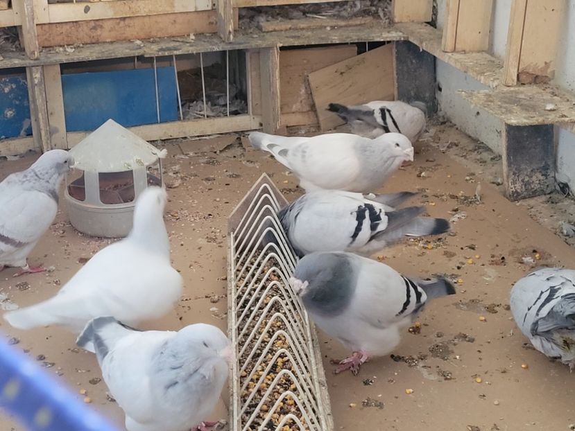  - 0 - 16 dec 2021 Voiajori standard