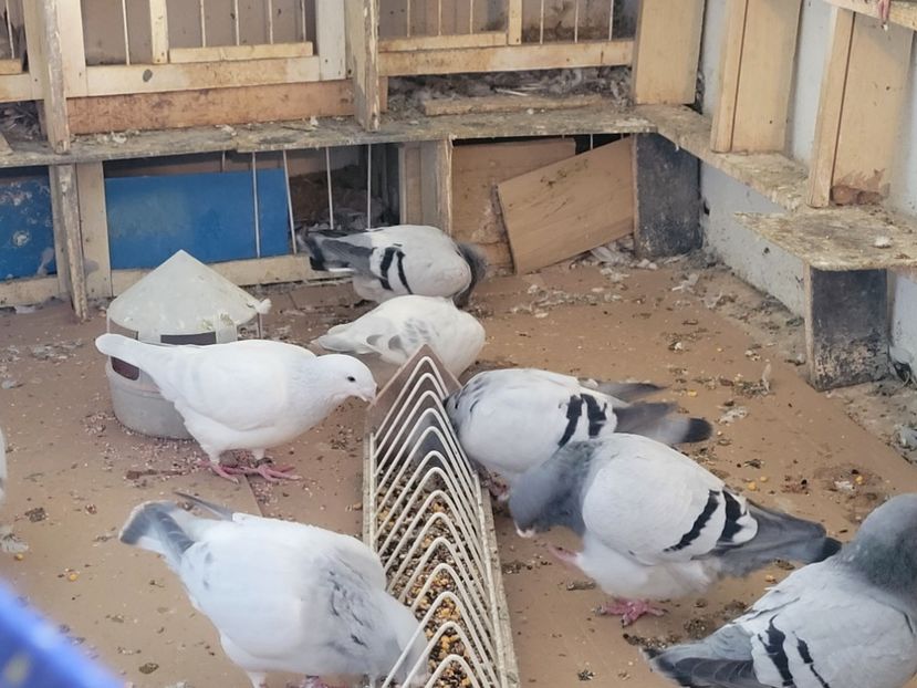  - 0 - 16 dec 2021 Voiajori standard