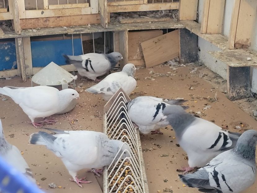  - 0 - 16 dec 2021 Voiajori standard