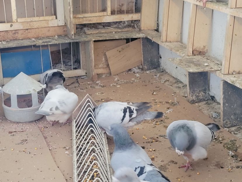  - 0 - 16 dec 2021 Voiajori standard