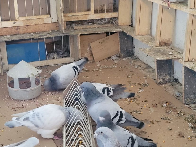  - 0 - 16 dec 2021 Voiajori standard