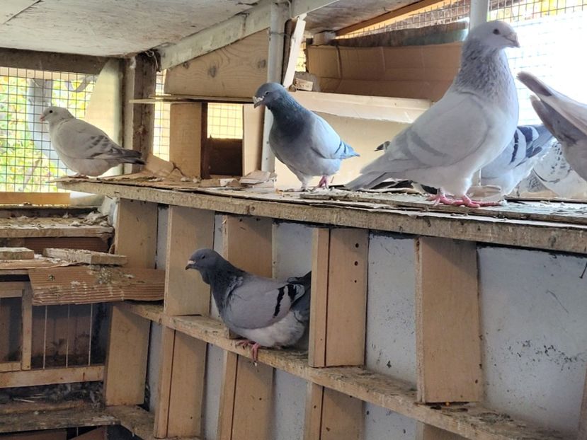  - 0 - 16 dec 2021 Voiajori standard