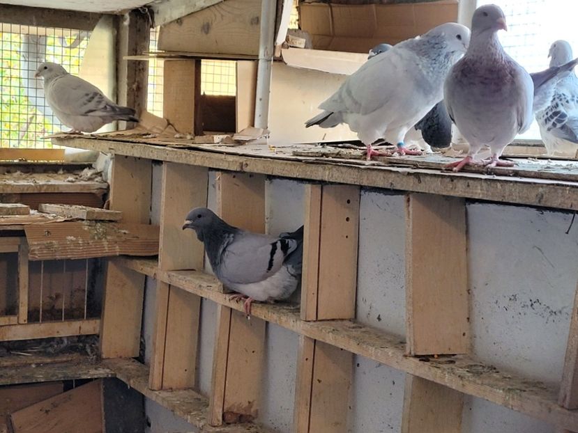  - 0 - 16 dec 2021 Voiajori standard