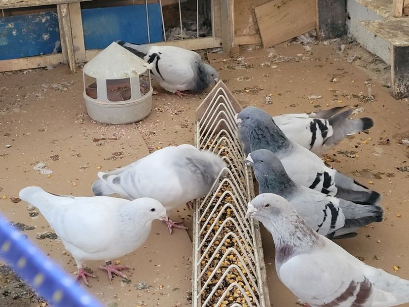  - 0 - 16 dec 2021 Voiajori standard