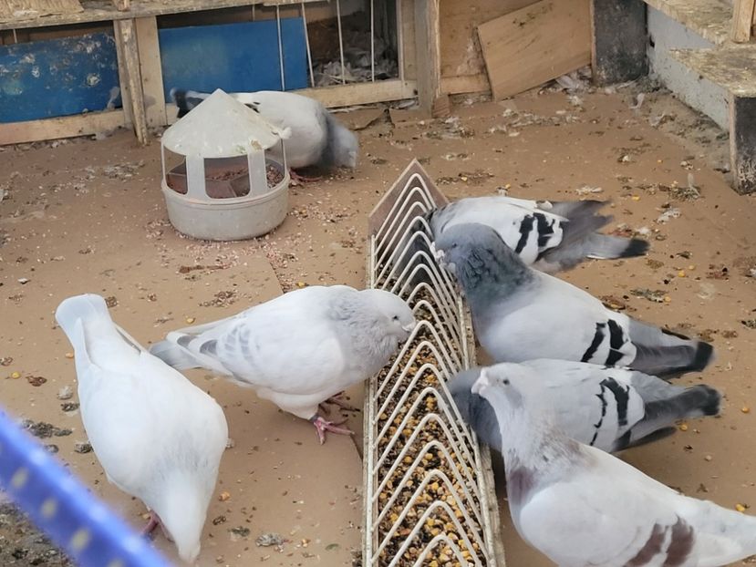  - 0 - 16 dec 2021 Voiajori standard